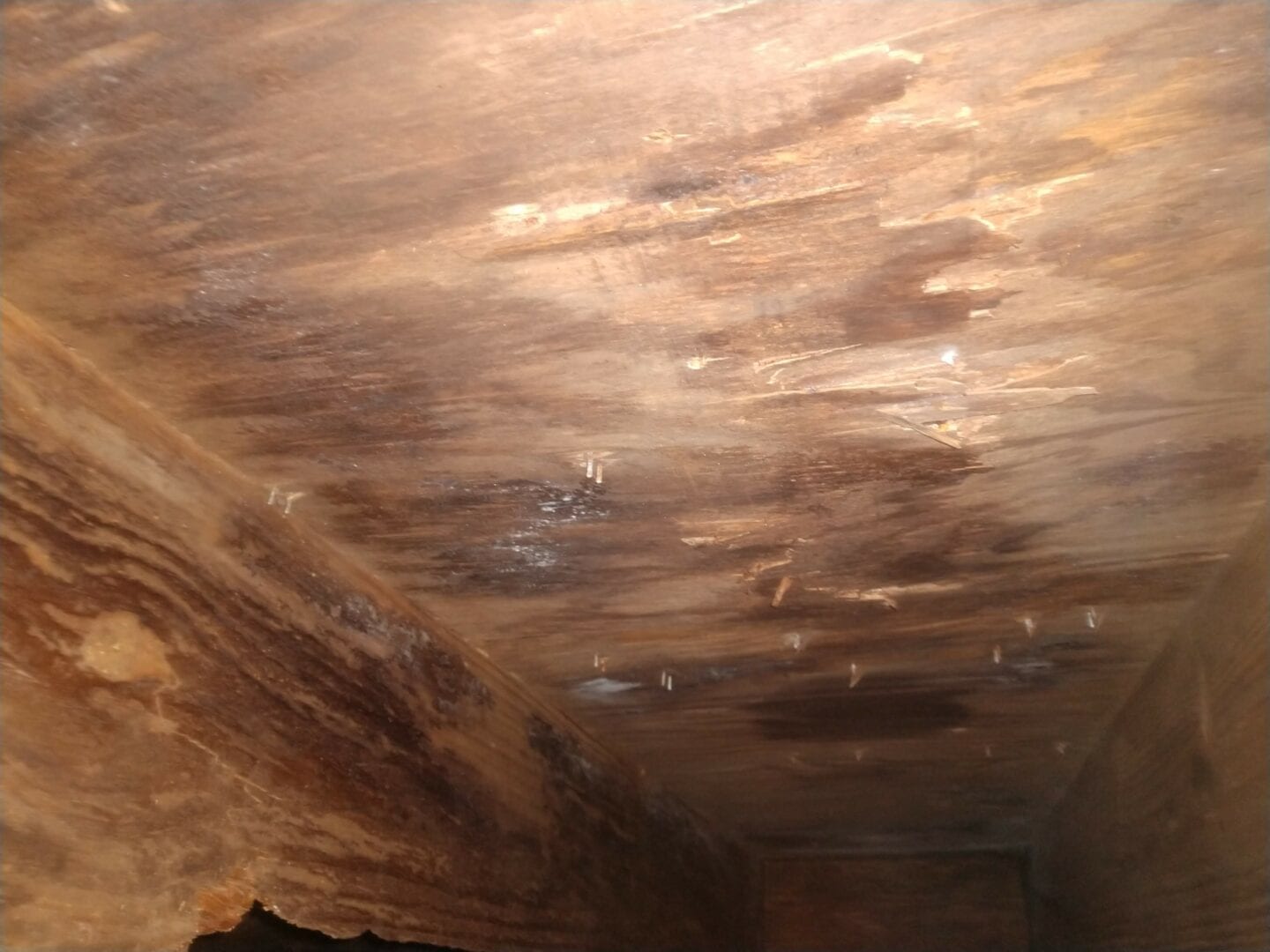 wooden floor affected by mold issue